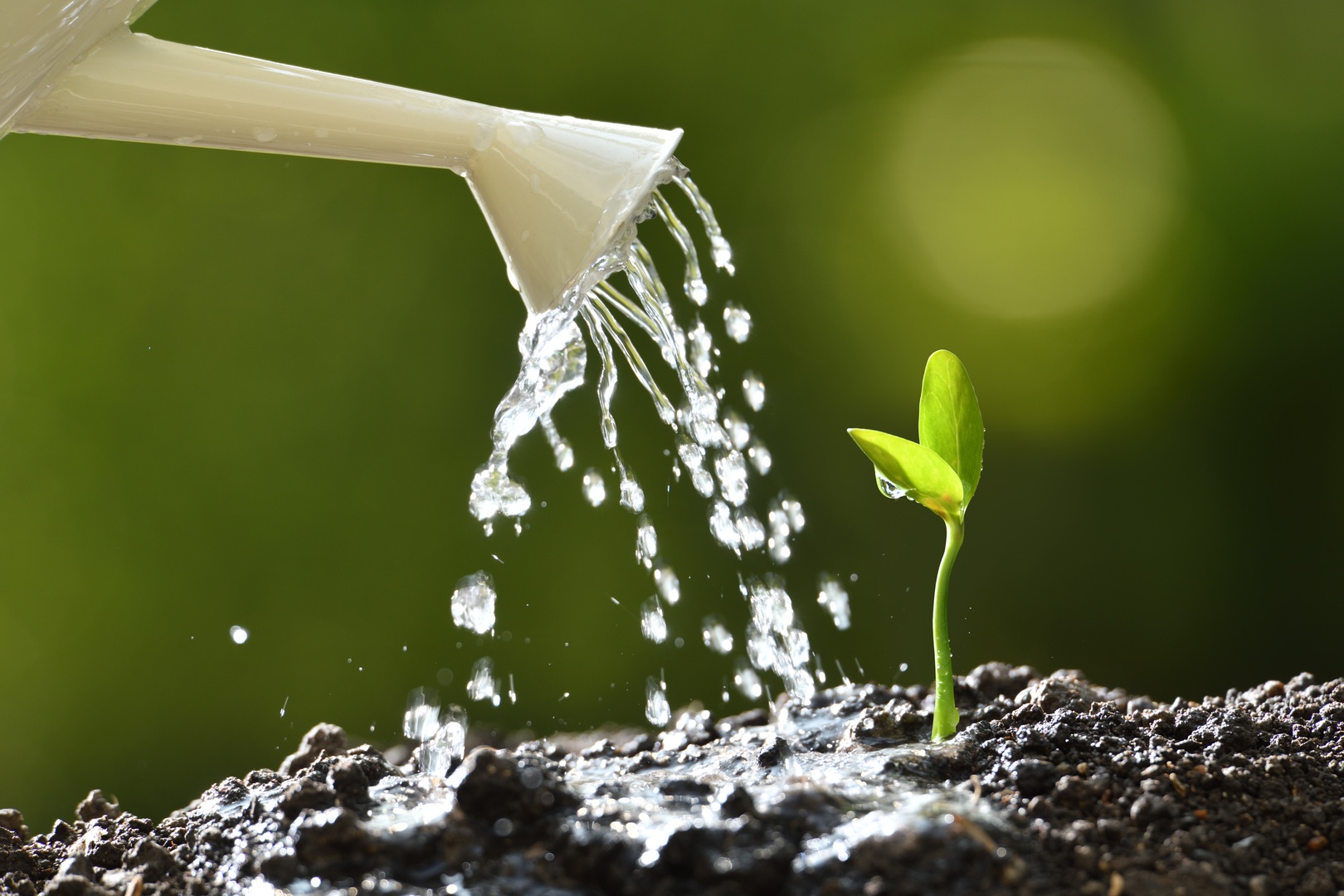 Water being poured from a spout onto a small green plant, symbolizing sustainability and environmental restoration through Cleartide's solutions.