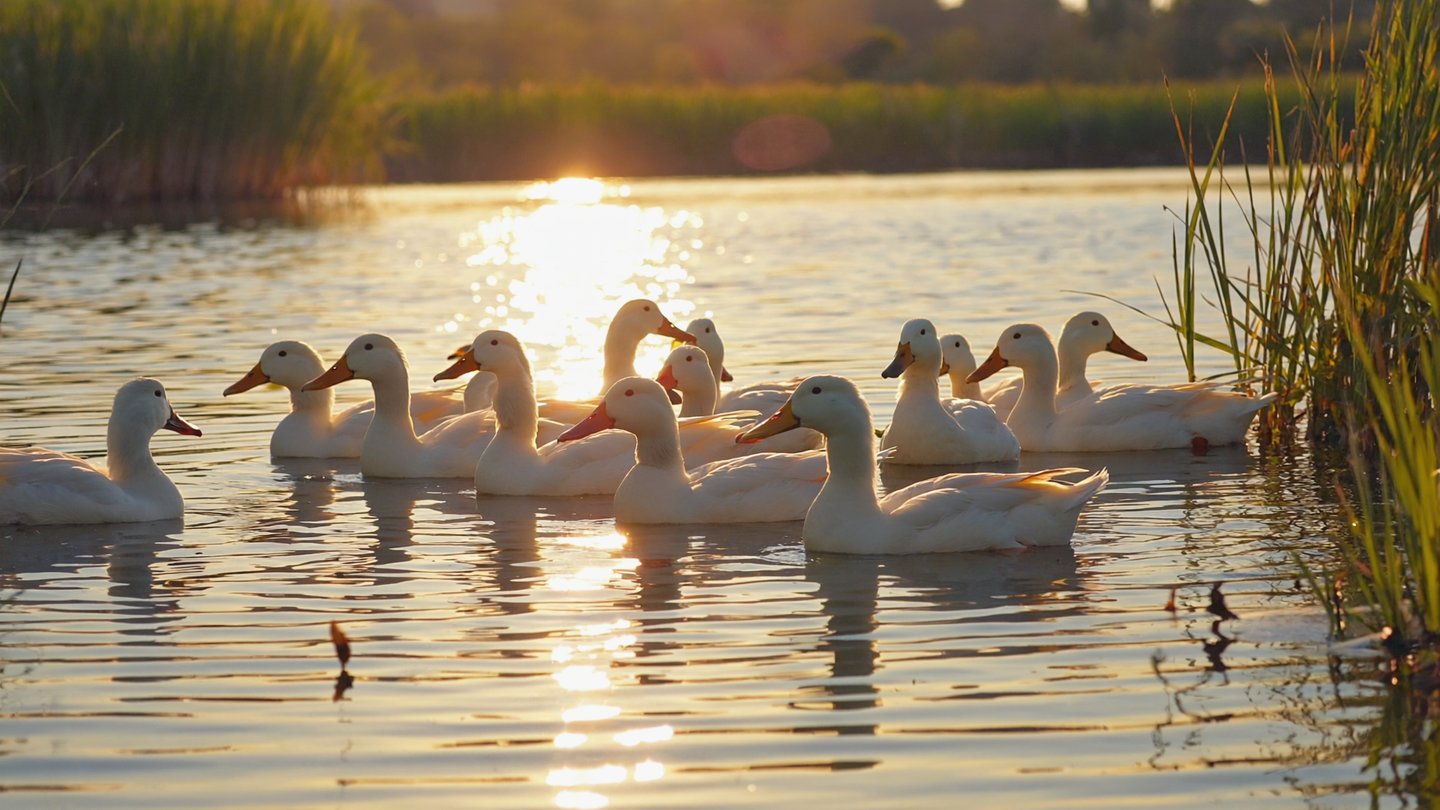 Ducks in a pond. Blog iimage for the section, how can you reduce exposure and stay hydrated safely. Ducks in a pond. Blog iimage for the section, how can you reduce exposure and stay hydrated safely.